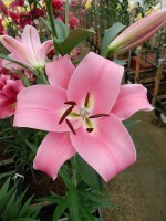 [4162 Jantine Mak No02.JPG]